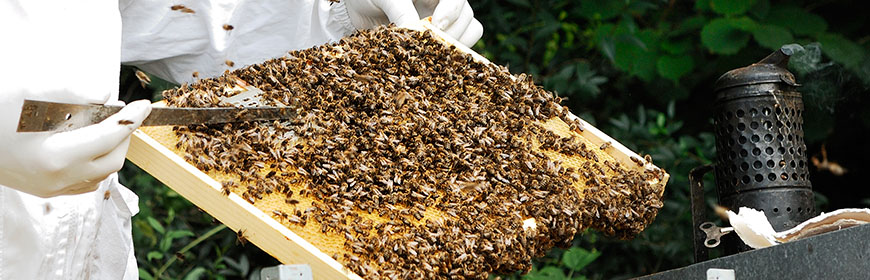 Apiform Sit-In Beekeeping for all - English version