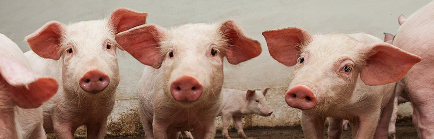 Effectiveness of field vaccination against pandemic H1N1 in pigs