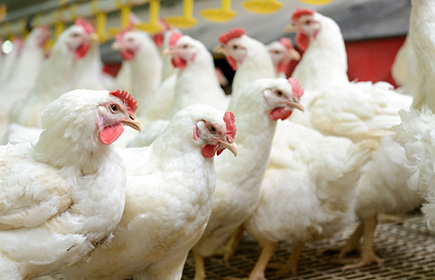 Avian influenza transmissibility