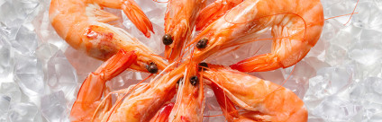 Vibrios in shellfish: which risks for the consumer?