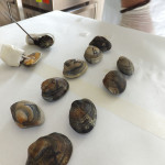 Clams & Hepatites A