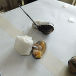 Clams & Hepatites A