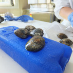 Clams & Hepatites A