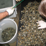 Clams & Hepatites A