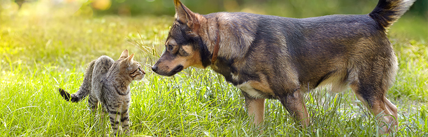 Leptospirosis in dogs and cats: diffusion in Italy and effectiveness of diagnostic methods and vaccines