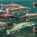 Novimark. Studying Novirhabdoviruses to improve the health of trout and salmon