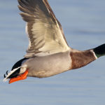 Research to combat avian influenza. Successful kick-off of DELTA-FLU project