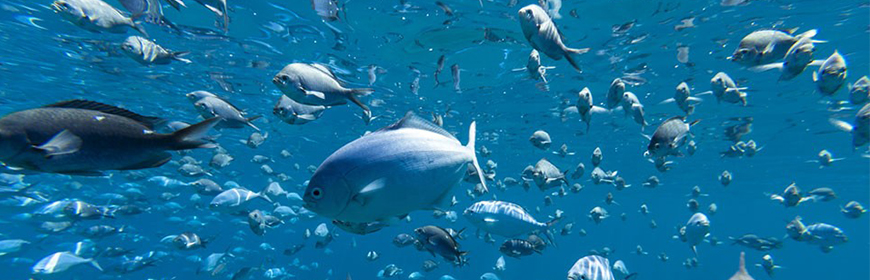 Targetfish, a vaccination strategy to support the European aquaculture industry