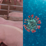 ConVErgence, a EU funded project for assessing swine as potential hosts for emerging Coronaviruses