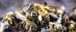 Euthanasia in beekeeping: a question of animal welfare