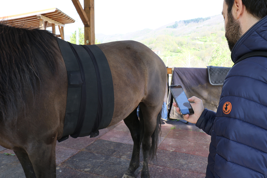 Contact with familiar people modulates horses’ heart rate