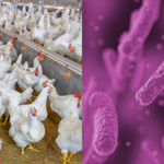 Salmonella Infantis in broiler farms. Cleaning and disinfection procedures: an issue to explore