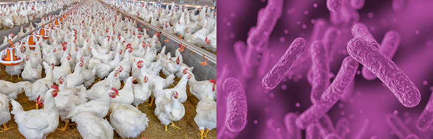 Salmonella Infantis in broiler farms. Cleaning and disinfection procedures: an issue to explore