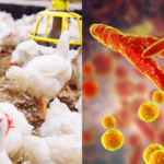 Avian mycoplasmosis, the importance of molecular differentiation of Mycoplasma gallisepticum in disease control