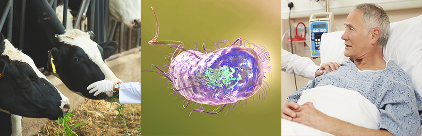Antibiotic-resistant Escherichia coli: understanding transmission of resistance between animals and humans through genetic comparison