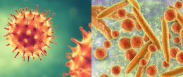 Permalink to: FAO and WOAH have assigned two new international laboratories to IZSVe for zoonotic coronaviruses and avian mycoplasmosis FAO and WOAH have assigned two new international laboratories to IZSVe for zoonotic coronaviruses and avian mycoplasmosis