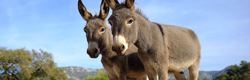 Sex, age and height can influence learning in donkeys