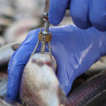 Successful testing of DNA vaccines against viral diseases of rainbow trout
