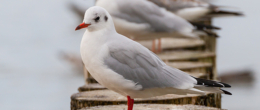 Permalink to: EFSA, ECDC, EURL: ongoing avian influenza outbreaks in birds, low risk to the public EFSA, ECDC, EURL: ongoing avian influenza outbreaks in birds, low risk to the public