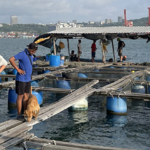 A cooperation project in the field of aquaculture takes IZSVe on a mission to Cambodia