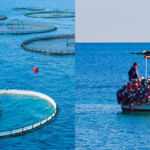 Which is better between wild-caught and farmed fish? [Video]