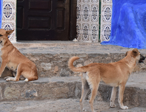 RabTool Project: Tools to implement a harmonised canine rabies control programme in the Northern African region
