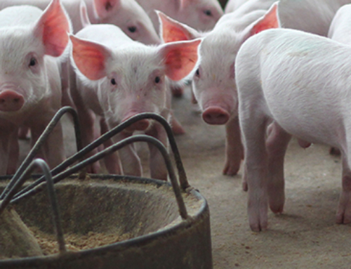 Docking the pig tail or not? A welfare concern with economic implications