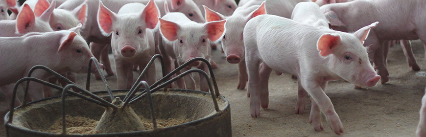 Docking the pig tail or not? A welfare concern with economic implications