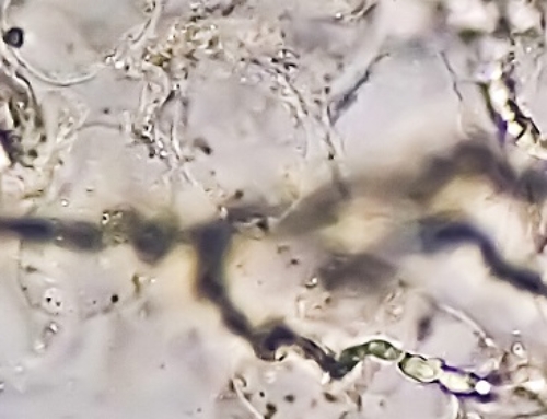 Webinar / Animal mycosis and antifungal resistance in an One Health scenario