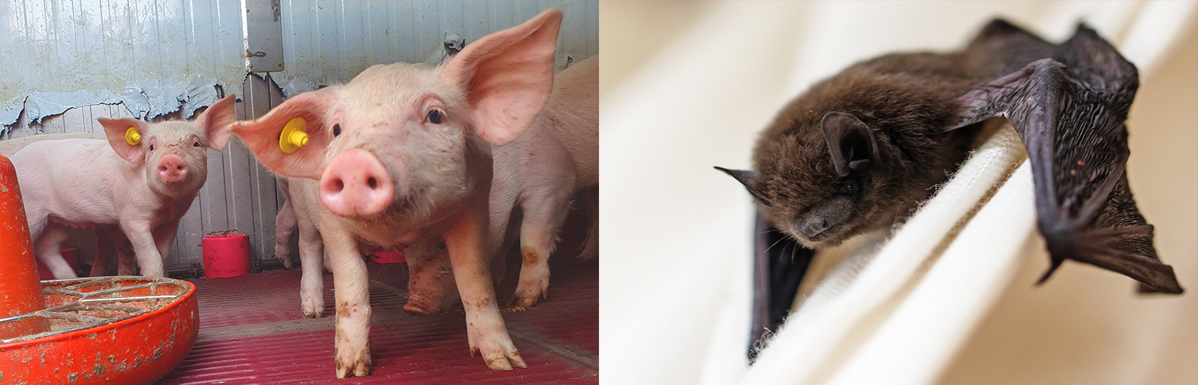 One Health study casts new light on the complex interplay between bats, pig farms and viruses