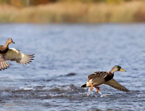 Webinar “The three-dimensional One Health model in the prevention of avian influenza”. Friday 8th May 2026