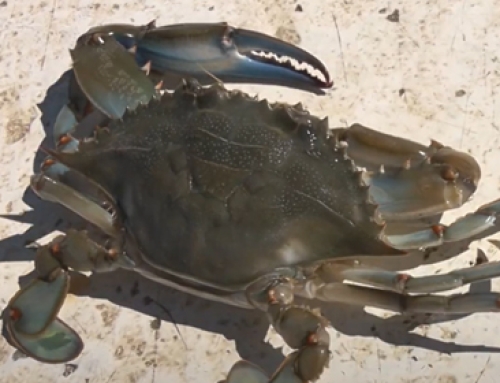 Blue crabs: a threat or a resource? [Video]
