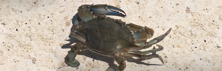 Blue crabs: a threat or a resource? [Video]
