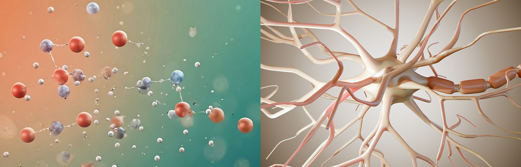 Experimental study shows the potential effects of short-chain PFAS on neurodevelopment
