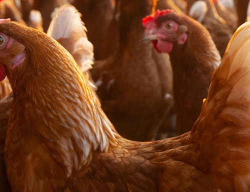 Italy launches the first pilot vaccination project for HPAI in poultry farms