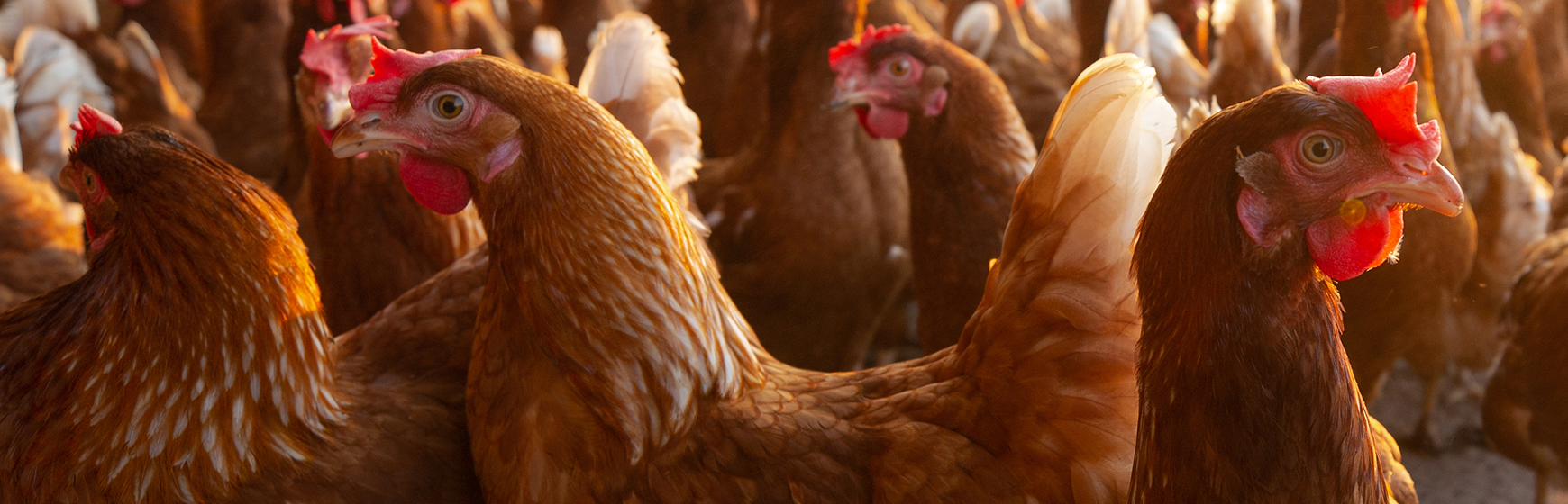 Italy launches the first pilot vaccination project for HPAI in poultry farms