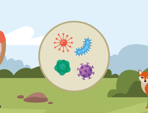 What are zoonoses? [Video]