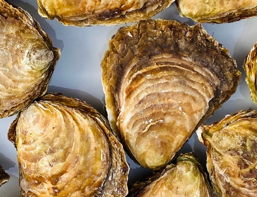 Promoting flat oyster farming in Italy: a challenge for more sustainable and safe Adriatic aquaculture
