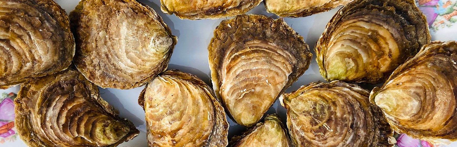 Promoting flat oyster farming in Italy: a challenge for more sustainable and safe Adriatic aquaculture